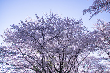 Japanese landscape sky and SAKURA