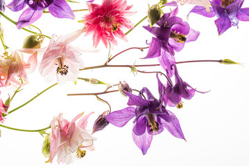 aquilegia flowers on the white background