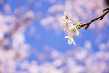 Japanese landscape sky and SAKURA