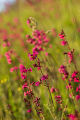 summer meadow with pink flowers