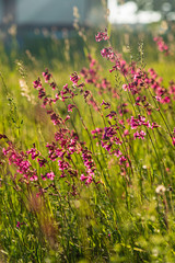 summer meadow with pink flowers