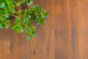  smooth wooden table with green flowers at its upper left end
