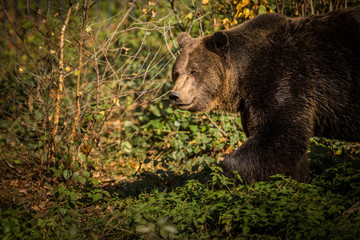 Plakat European brown bear in the autumn forest. Big brown bear in forest