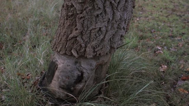 Bottom of a tree with out bark in a forest