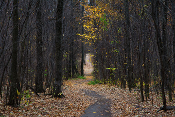 forest, nature, tree, wood, green, leaves, moss, trees, autumn, plant, mushroom, grass, natural, woods, spring, old, leaf, root, trunk, water, bark, park