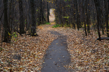 forest, nature, tree, wood, green, leaves, moss, trees, autumn, plant, mushroom, grass, natural, woods, spring, old, leaf, root, trunk, water, bark, park