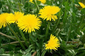 dandelions in grass