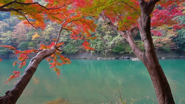Boatman punting the boat at river. Arashiyama in autumn season