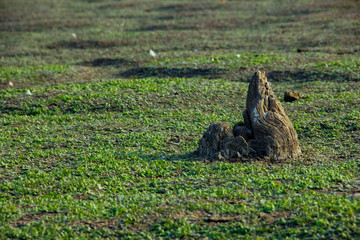Lake side green and crack earth view 