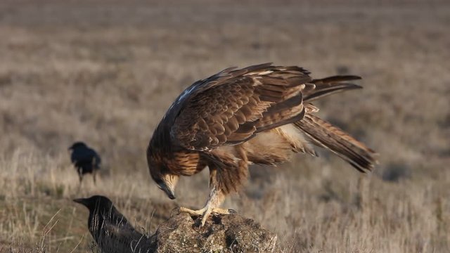 Two years old female of Bonelli&acute;s Eagle, Aquila fasciata