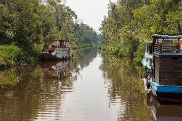 Barcas a la orilla de un rio en el Parque nacional Tanjung Puting, Borneo, Indonesia
