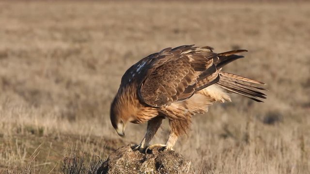 Two years old female of Bonelli&acute;s Eagle early morning, Aquila fasciata