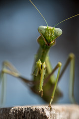 close-up de una Mantis religiosa de color verde