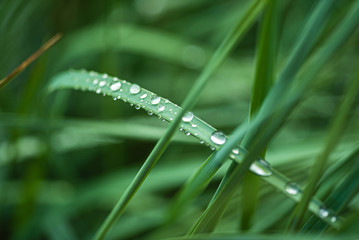 rain drops on the grass