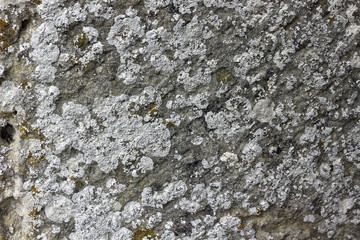 A Close up of white lichen texture on the ground