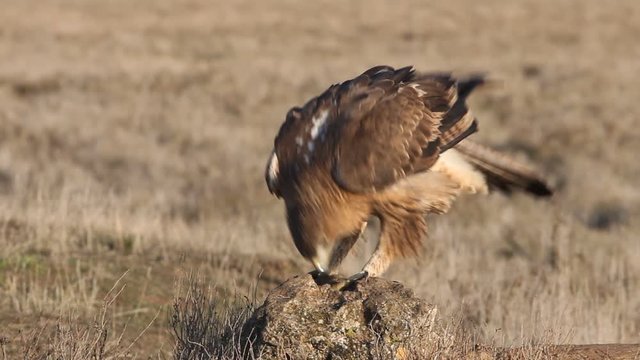 Two years old female of Bonelli&acute;s Eagle early morning, Aquila fasciata