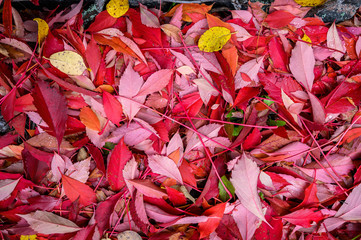 Colorful backround image of fallen autumn red leaves