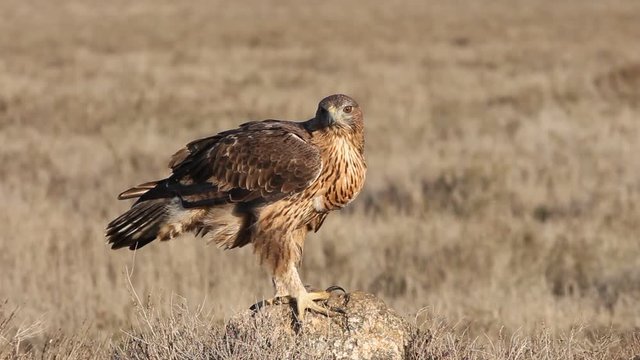 Two years old female of Bonelli&acute;s Eagle, Aquila fasciata
