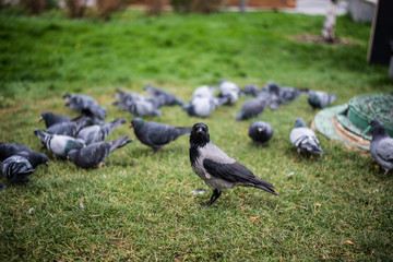 crow