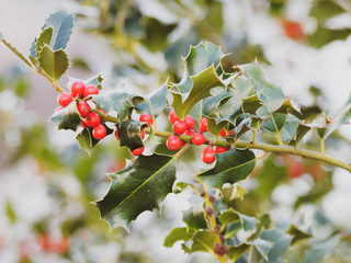 Ilex aquifolium or holly also Christmas holly for its Fruiting branches are widely used in...