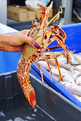 View of a fresh live Mediterranean spiny lobster for sale at the fish market on the Vieux Port (Old Port) in Marseille, France