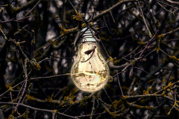 Glowing light bulb  on the wild bush