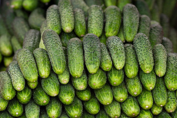 Green cucumber. Beautiful fresh green cucumbers. A bunch of cucumbers are for sale in the local market.
