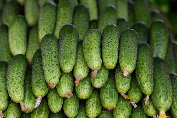Green cucumber. Beautiful fresh green cucumbers. A bunch of cucumbers are for sale in the local market.