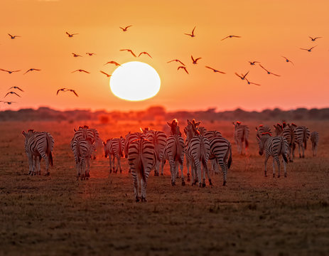 Fototapeta Zebra at Sunrise4