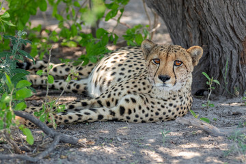 Cheetah at Rest