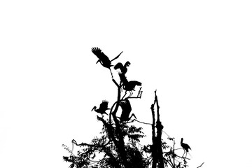 A flock of black birds flying from dry branches on a white background