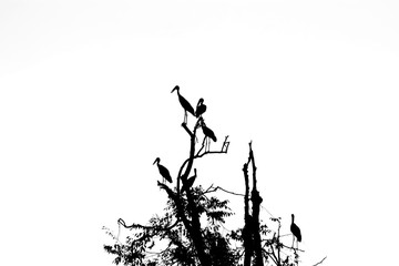 A flock of black birds flying from dry branches on a white background