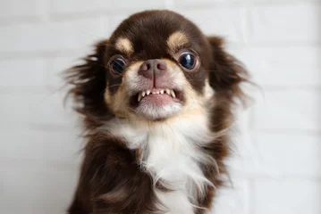 Poster aggressive chihuahua dog snarling and looking angry © otsphoto