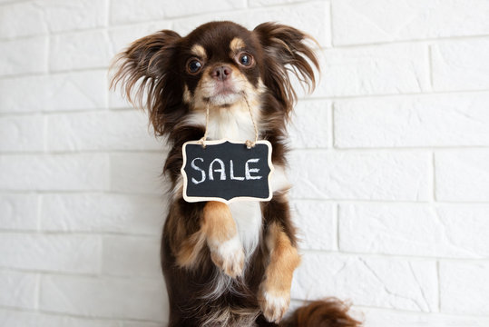 chihuahua dog holding sale banner in mouth