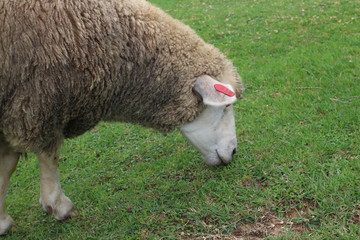 A sheep eating grass in Kobe