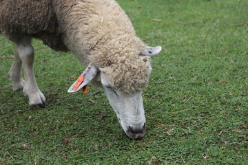 A sheep eating grass in mountains of Kobe