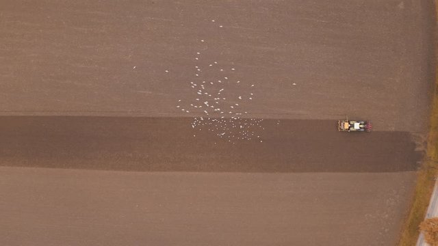 lock of seagulls following a tractor on farmland