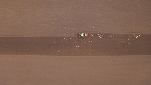 lock of seagulls following a tractor on farmland