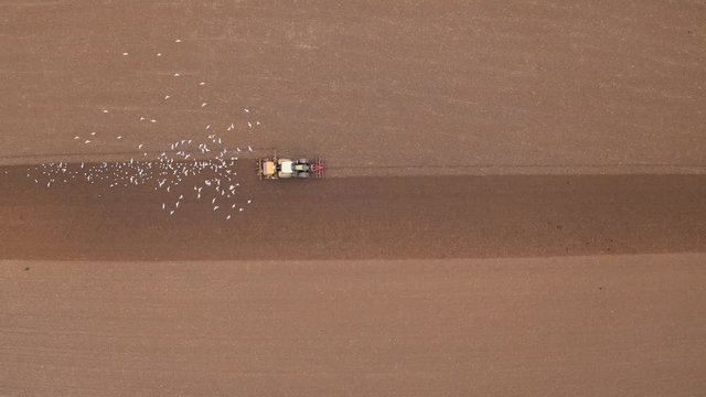 lock of seagulls following a tractor on farmland