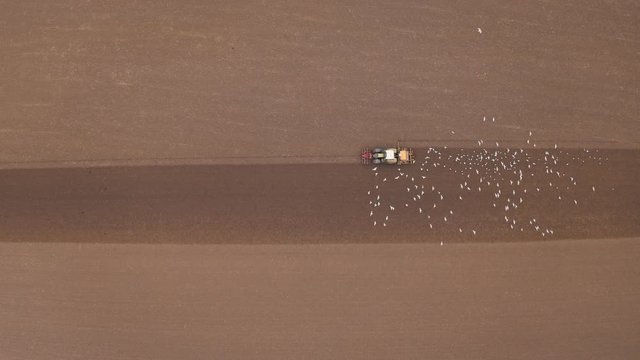 lock of seagulls following a tractor on farmland