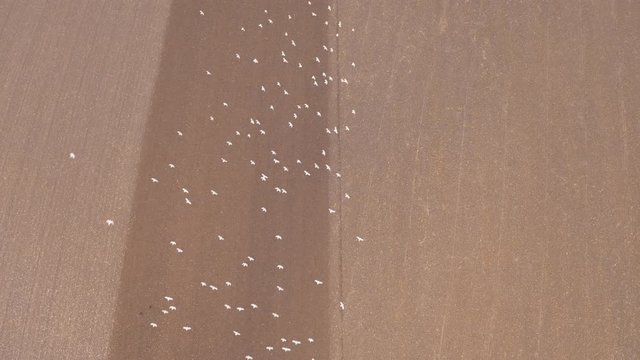 lock of seagulls following a tractor on farmland