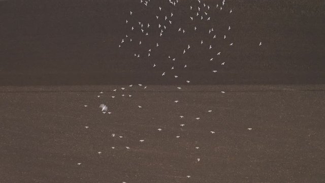 lock of seagulls following a tractor on farmland