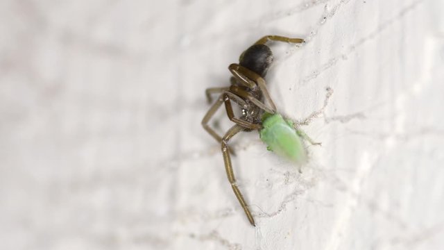 A leafhopper (Empoasca kraemeri) tries in vain to escape from a Southern Crevice Spider (Kukulcania hibernalis).