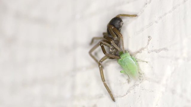 A leafhopper (Empoasca kraemeri) tries in vain to escape from a Southern Crevice Spider (Kukulcania hibernalis).