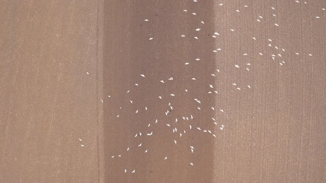 lock of seagulls following a tractor on farmland