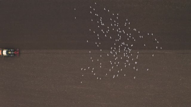 lock of seagulls following a tractor on farmland