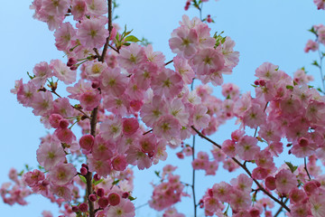 cherry blossom pink