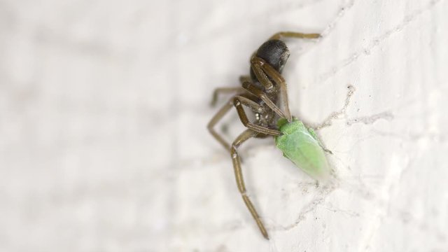 A leafhopper (Empoasca kraemeri) tries in vain to escape from a Southern Crevice Spider (Kukulcania hibernalis).