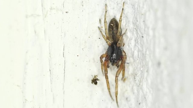 A little Meriola sp. spider feeding from a tiny ant on a wall.