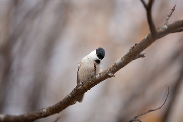 Image of tiny marsh tit bird sitting on the branch in the forest.